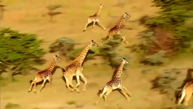 Africa, Tanzania, The Most Beautiful Place In The World, Masai, Safari, Savannah, Paradise, Spearfishing, Islands, Africa, Movies, Music, Nature, Island Country, Animals Pets