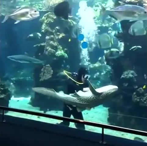 Belly rorck for sharks, best vines, funny vines, funny, funniest, animals pets.
