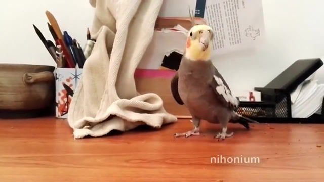 Bird sings a different song this time - Video & GIFs | meme,memes,dankmeme,dank,funny,down under,birb,bird,cockatiel,parrot,tune,headbutt,men at work,animals pets