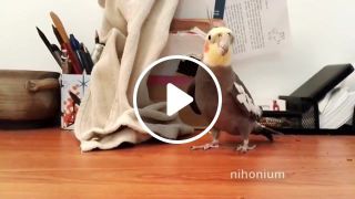 Bird sings a different song this time