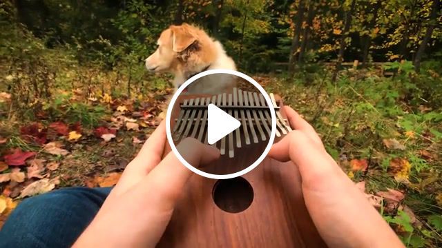 Can't help falling in love on a kalimba, elvis, can not help falling in love, kalimba, mbira, thumb piano, music box, elvis presley, trench, maple, acoustictrench, cover, music. #0