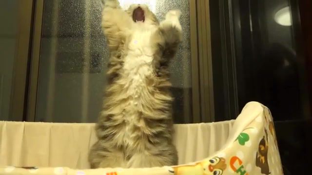 Cats yawn - Video & GIFs | yawn,slip,funny,animal,parody,cats,cat,cats yawn,animals pets