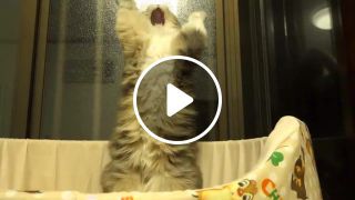 Cats yawn