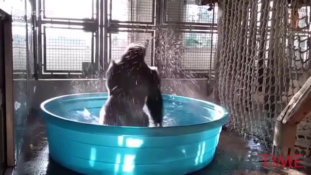 Caught On Camera Zola The Gorilla Dancing While Having A Bath At The Dallas Zoo TIME