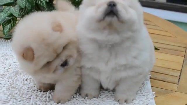Chow chow pups, chow chow, puppy, cute, animal, dog, happy, pet, animals pets.