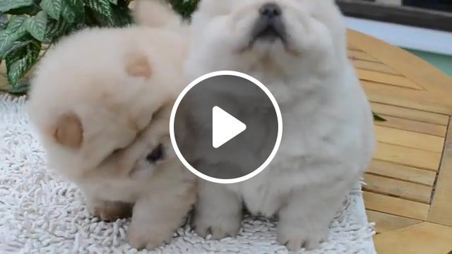 Chow chow pups, chow chow, puppy, cute, animal, dog, happy, pet, animals pets. #0