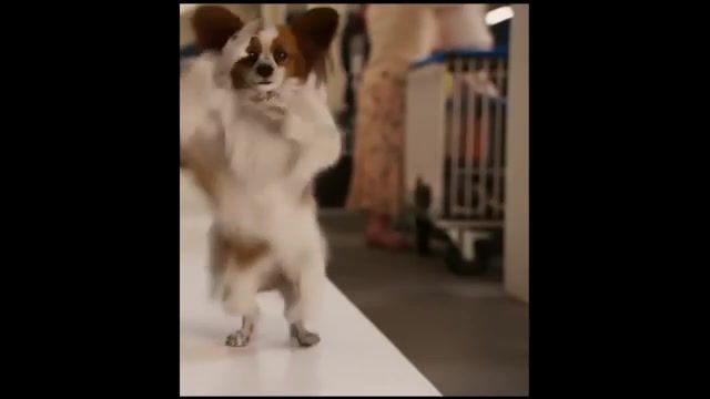Dog dancing under the Macarena, Music Loops, Funny, Dog, Dancers, Dogs, Dance, Animals Pets