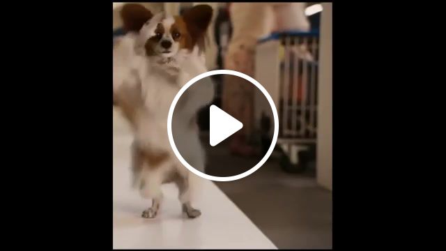 Dog dancing under the macarena, music loops, funny, dog, dancers, dogs, dance, animals pets. #1