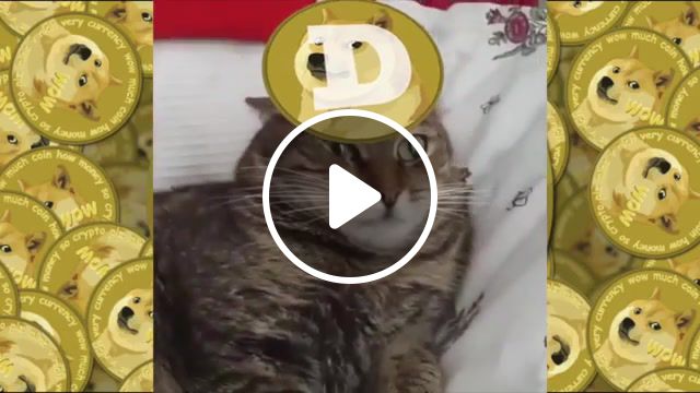 Cryptocurrencies, Cryptocurrency, Bitcoin, Dogecoin Doge, Reddit, Doge, Yearofdoge, Yotd, Dogecoin, Theyearofthedoge, Animals Pets.