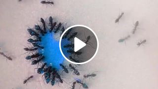 Happy Ants