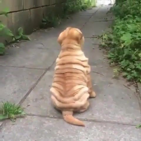 He's a wrinkly boy, Animals Pets