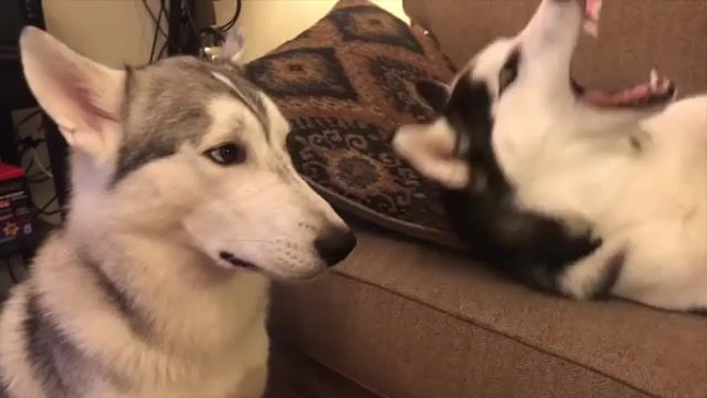 Husky throws fit because i stole her nose, animals pets.