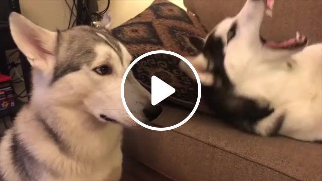 Husky throws fit because i stole her nose, animals pets. #0