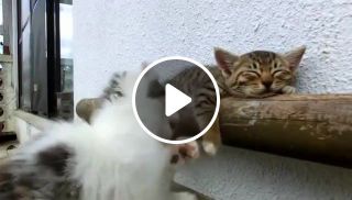 Kitten tries to wake up his pal