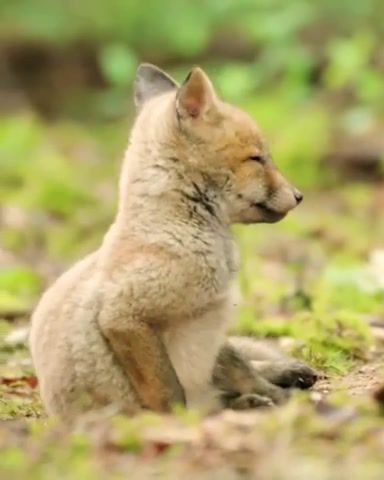Me every morning, Fox, Funny Moments, Funny Animals, Fox Cub, Humor, Animals Pets