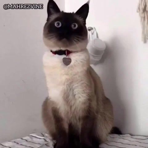 MOOD - Video & GIFs | cat,funny,comedy,of the day,hybrids,animals,dank,meme,humor,dank memes,memes,cool,feature,saltbae,perfect loop,loop,lol,xd,er,top,animals pets