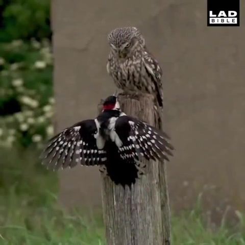 Move Bitch. Boom. Bitch. Owl. Get. Out. Animals Pets.