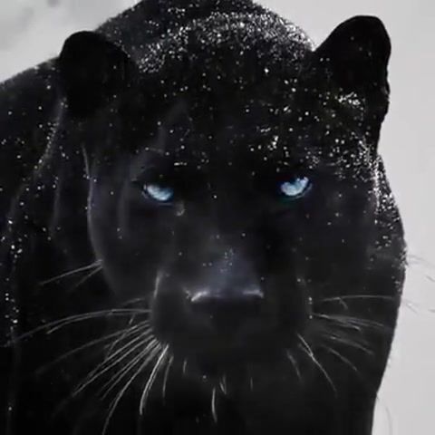 Mrrr mrrr, black panther, mrrr mrrr, animals, big cats, unbelievable creature, animals pets.
