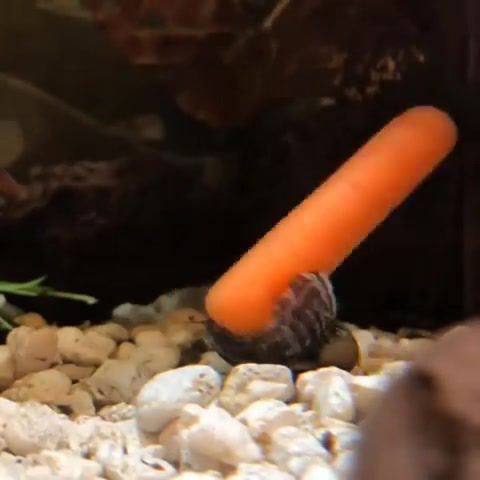 Nerite snail twirling a baby carrot, Animals Pets