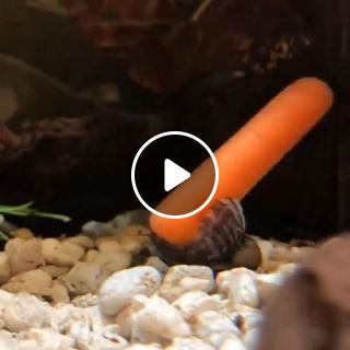 Nerite snail twirling a baby carrot