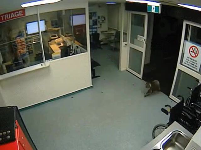 Night shift arrives at an australian hospital, koala, animals pets.