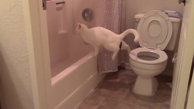 Nuclear cat, toilet jump, funny, scared cat, cats, cute, kitty, jump, cat, explosive cat.