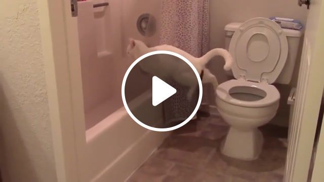 Nuclear cat, toilet jump, funny, scared cat, cats, cute, kitty, jump, cat, explosive cat. #0