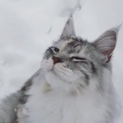 Relax - Video & GIFs | cat,relax,music,lo fi,animals,animal,lofi,relax animals,relax music,snow,winter,animals pets