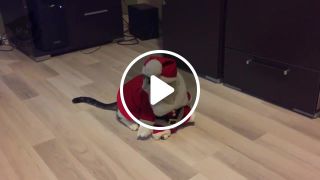 Santa Cat is coming to town