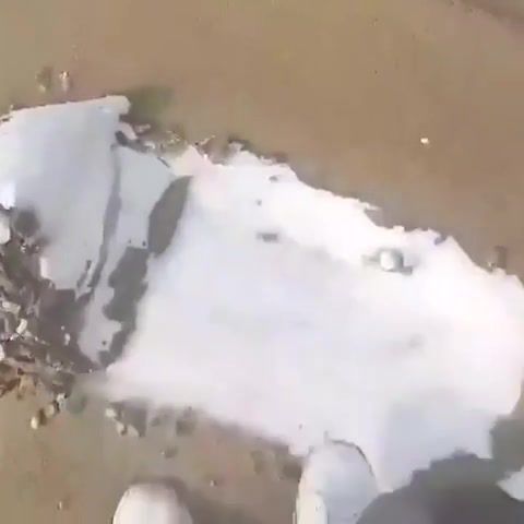 Snow Underneath Sand Reaction - Video & GIFs | snow,sand,animals,wtf,lol,memes,eleprimer,animals pets