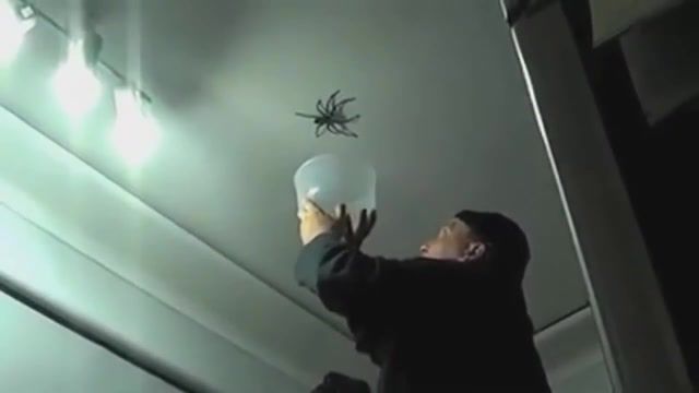 Spider fail, animals pets.