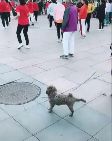 The dog dance better than me, dogs, funnydogs, pets, animals, animals pets.