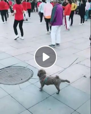 The dog dance better than me