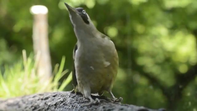 The green woodpecker sing a song, z old k ull o, green woodpecker, woodpecker, bird is a word, animals pets.