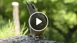 The green woodpecker sing a song