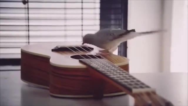To be continued - Video & GIFs | to be continued,birds,lol,rofl,trap,playing guitar,guitar,game,animals,fun,playing,otter,song,funny,cute,music,guitar cover,sweet,hd,memes,meme