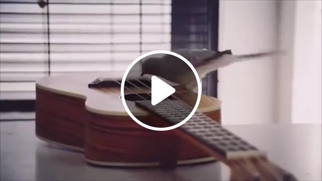 To be continued, to be continued, birds, lol, rofl, trap, playing guitar, guitar, game, animals, fun, playing, otter, song, funny, cute, music, guitar cover, sweet, hd, memes, meme. #0
