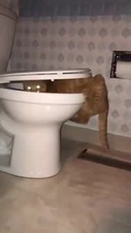 Toilet creature, cat, cats, funny, toilet, xfiles, x files, mystery, animals pets.