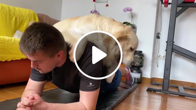 Workout with a golden retriever, dog, funny dog workout, golden retriever, workout with a golden retriever, workout with a dog, workout, animals and pets, stay home, dog workout, training, exercise, animals pets. #0