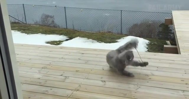 You spin me right round baby - Video & GIFs | cat,spin,meme,failarmy,animal,funny,natural,animals pets