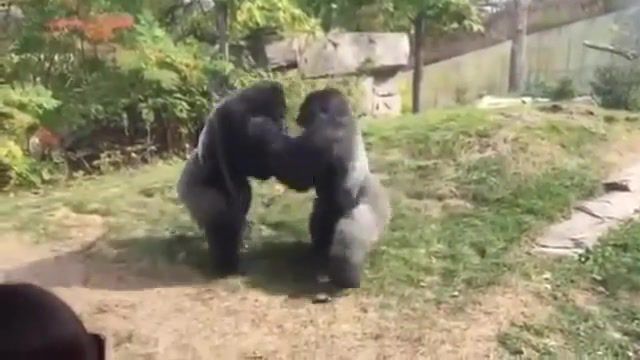 Zoo BoyZ 2 - Video & GIFs | animals,eleprimer,ufc,memes,box,boxers,boxing,the,wheres,zookeeper,fight,gorilla,zoo,omaha,animals pets