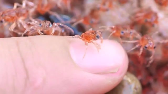 Baby Red Crabs In A Baby Rave. Wildlife. Cute. Adorable. Baby Animals. Baby Animal. Christmas Island. Nature. Amazing. Happy. Natural Wonder. Travel. Red Crabs. Xylophone. Animals Pets.