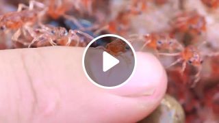 Baby Red Crabs in a Baby Rave