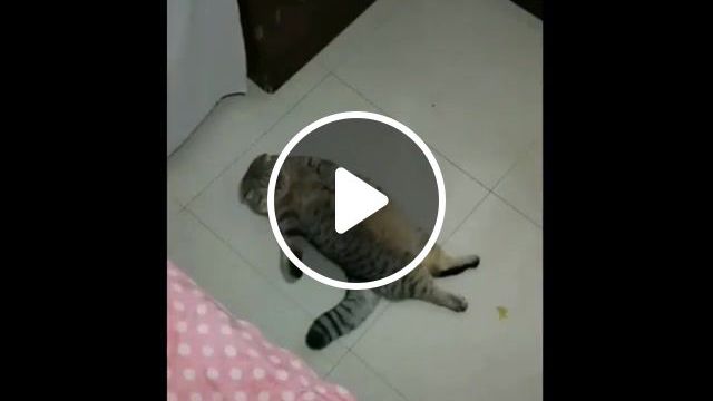 Cat, Animals, Cleaning, Fat Cat, Pohuy, Animals Pets. #0
