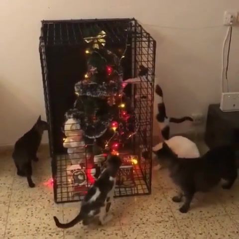 Cats and christmas tree