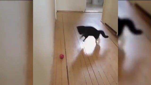 Cats's crazy jumps, Funny Tv, Laughing, Funniest, Funny Kittens, Kittens, Kitten, Fun, Very Funny, Challenge, Grin, Or, Laugh, To, Not, Try, Cute Cats, Cute Cat, Cutest, Cute, Pets, Pet, Compilation, Cats, Fails, Fail, Funny Animals, Animals, Animal, Very Funny Cats, Try Not To Laugh, Funny Cat Compilation, Funny Cats, Funny Cat, Funny, Cats Fails, Funny Cat Fails, Cat, Animals Pets