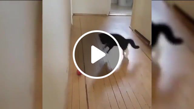 Cats's Crazy Jumps, Funny Tv, Laughing, Funniest, Funny Kittens, Kittens, Kitten, Fun, Very Funny, Challenge, Grin, Or, Laugh, To, Not, Try, Cute Cats, Cute Cat, Cutest, Cute, Pets, Pet, Compilation, Cats, Fails, Fail, Funny Animals, Animals, Animal, Very Funny Cats, Try Not To Laugh, Funny Cat Compilation, Funny Cats, Funny Cat, Funny, Cats Fails, Funny Cat Fails, Cat, Animals Pets. #0