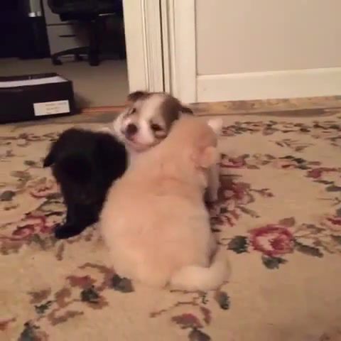 Cute puppies - Video & GIFs | puppy,zoo,cute,animals pets