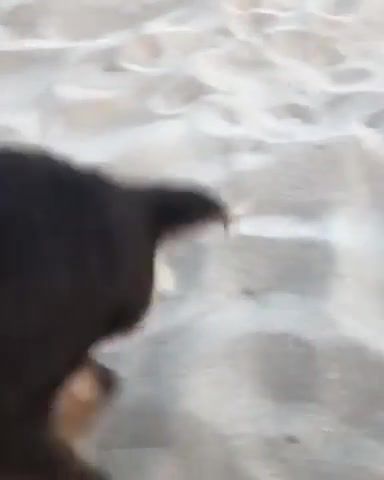 Dog Eat Sand Alive, Animals Pets. #2