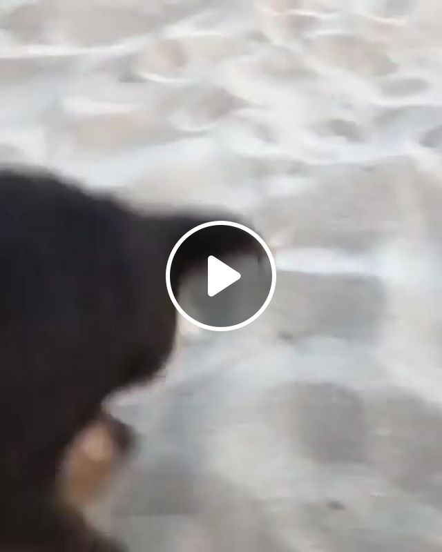 Dog Eat Sand Alive, Animals Pets. #1